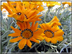 foto Fiori